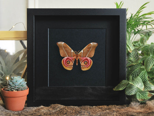 Antherina suraka pink moth mounted