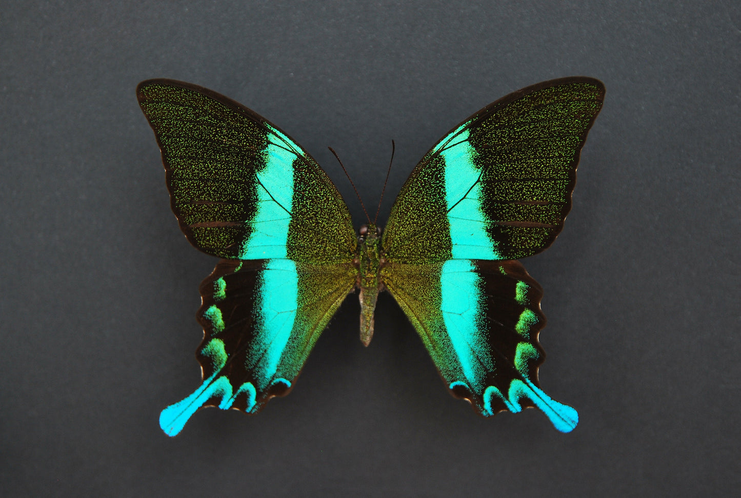 Swallowtail butterfly taxidermy