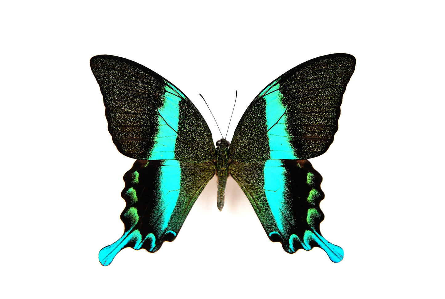 Papilio blumei Swallowtail butterfly taxidermy
