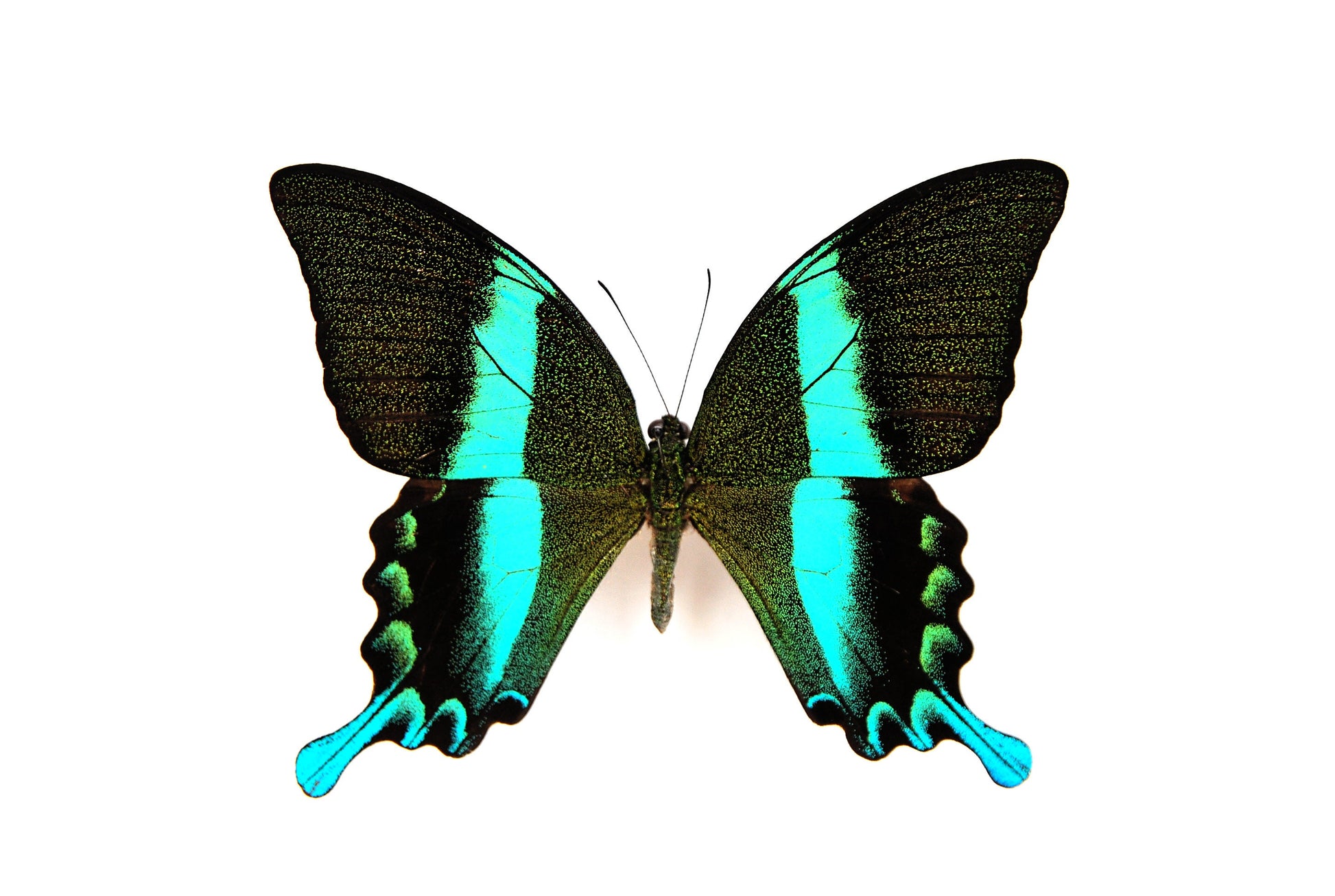Papilio blumei Swallowtail butterfly