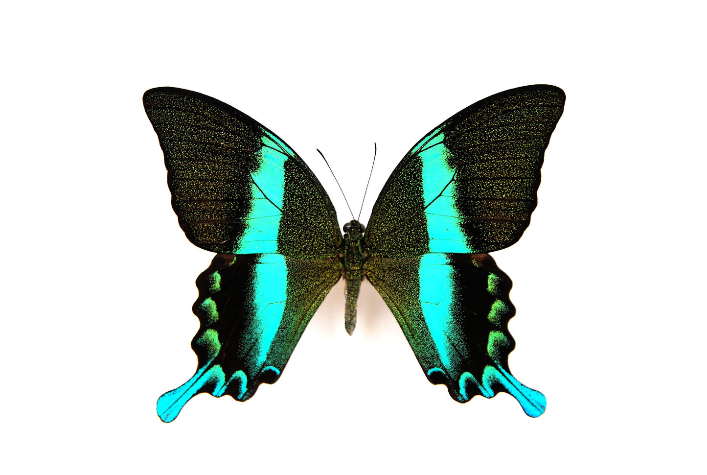 Papilio blumei butterfly art