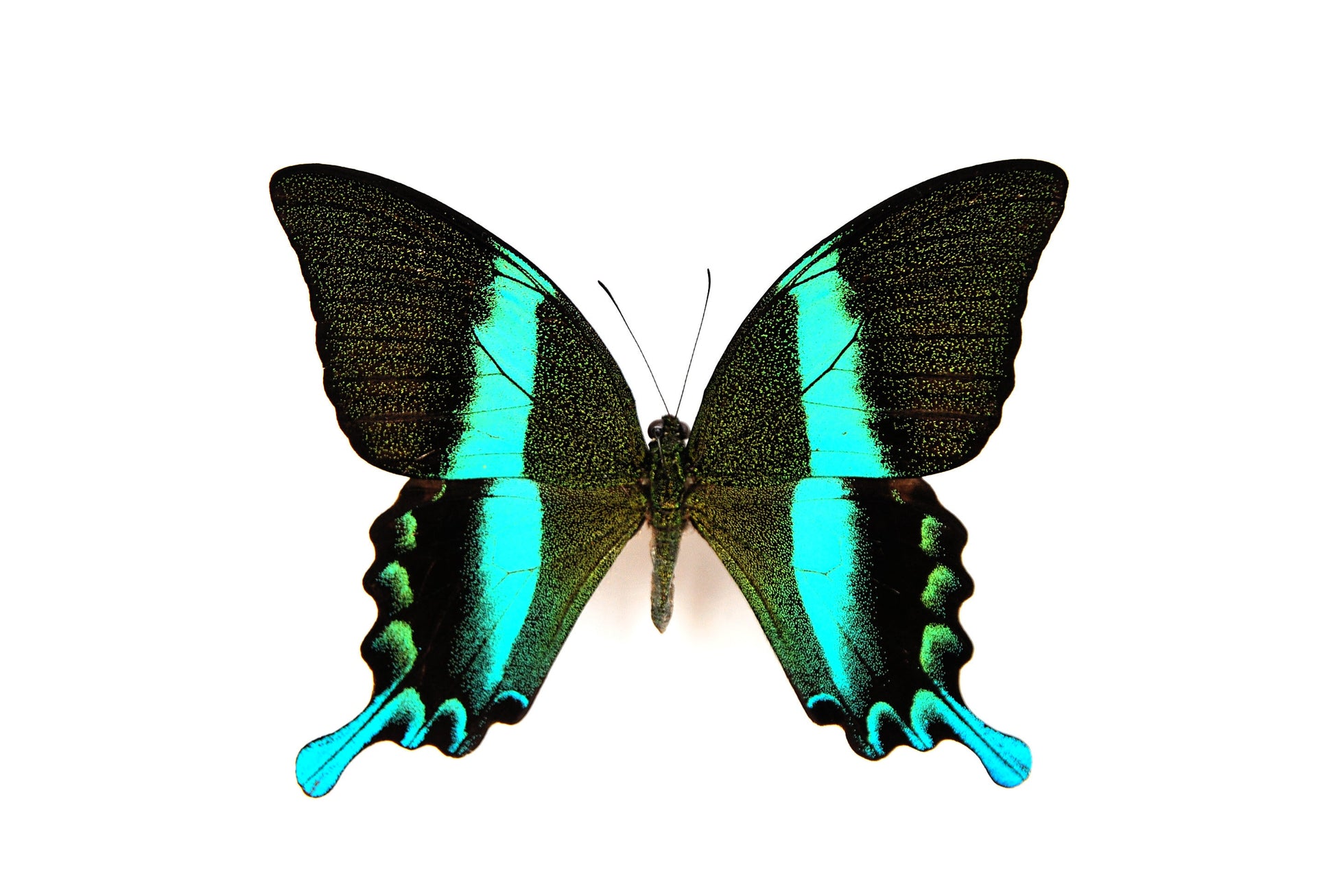 Papilio blumei butterfly art