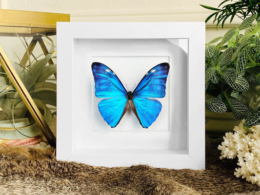 Framed blue morpho adonis butterfly wall art