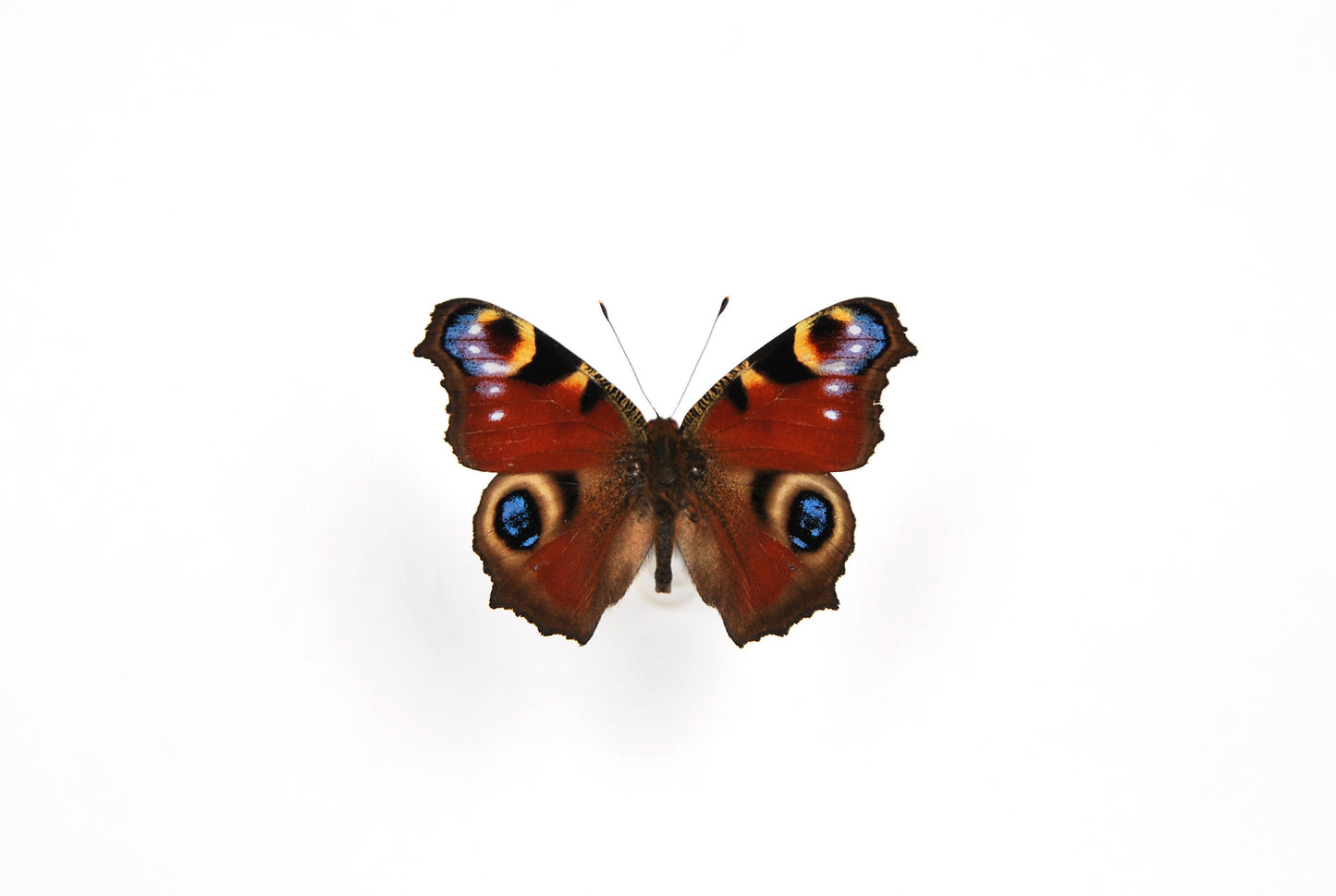 Framed Inachus io Peacock Butterfly art