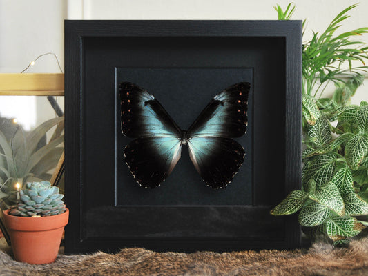 Mounted blue morpho cisseis butterfly