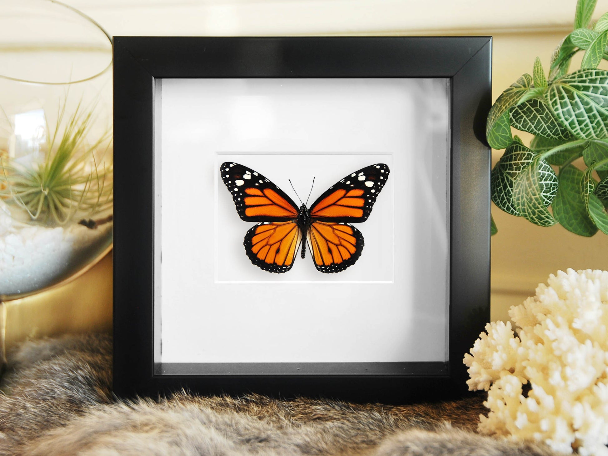 real Monarch butterfly framed wall art