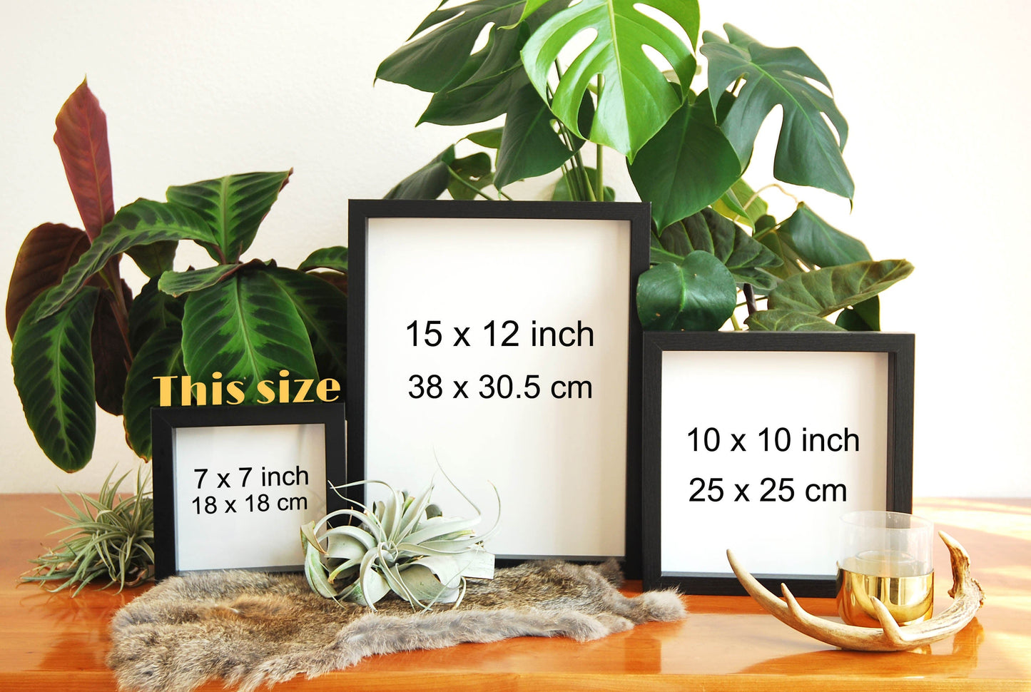 Framed Monarch butterfly with golden line