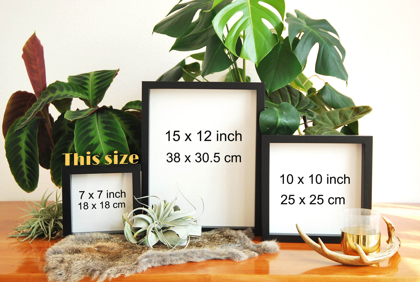 Framed Monarch butterfly - Heritage collection