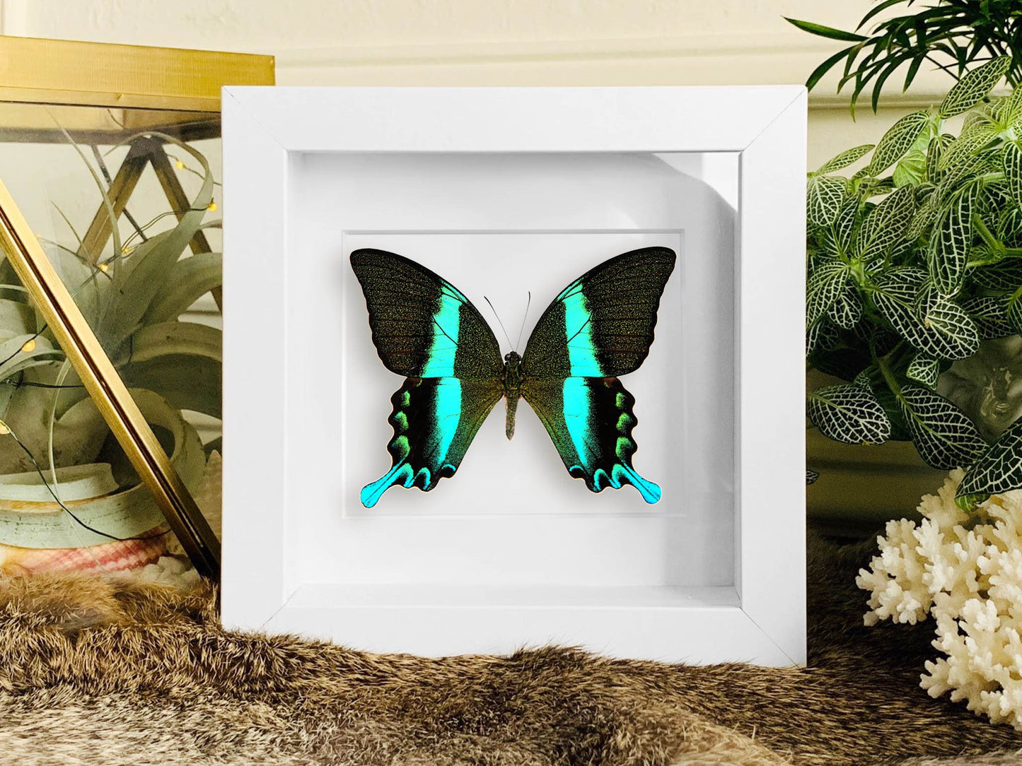 Framed Papilio blumei Swallowtail butterfly taxidermy