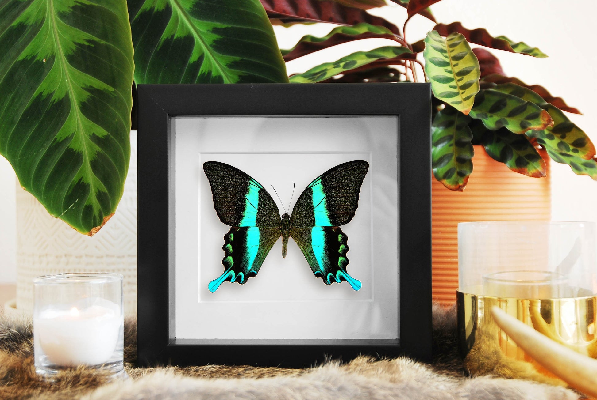 Framed Papilio blumei Swallowtail butterfly taxidermy