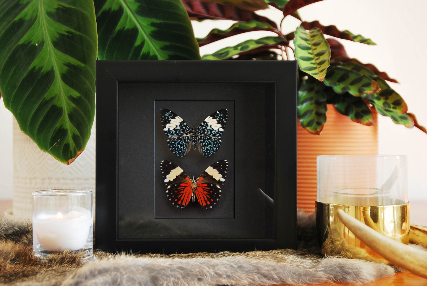 Framed Hamadryas amphinome butterflies wall decor