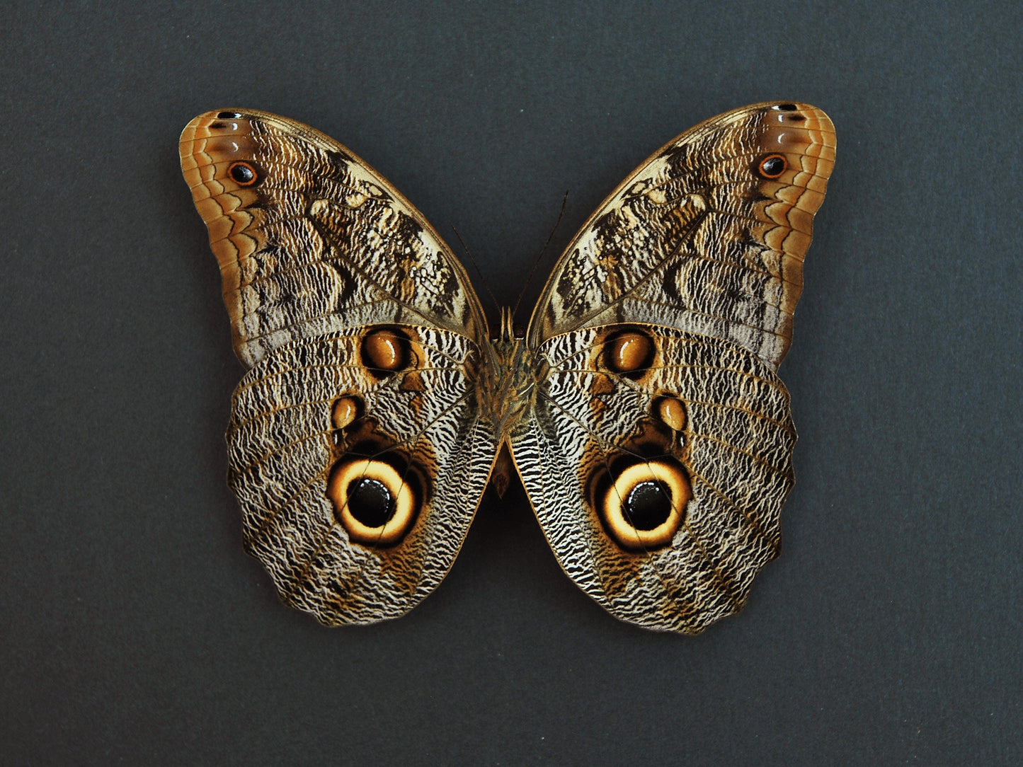 Owl face butterfly with golden line