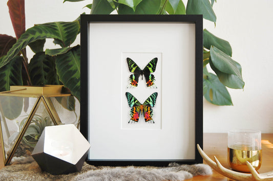 Frame Urania ripheus sunset moth wall art