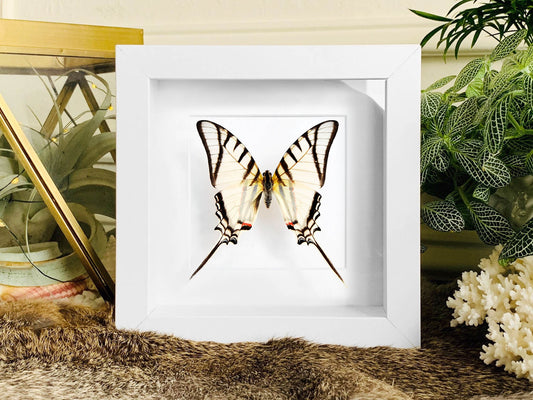 Framed Eurytides protesilaus white kite butterfly wall art