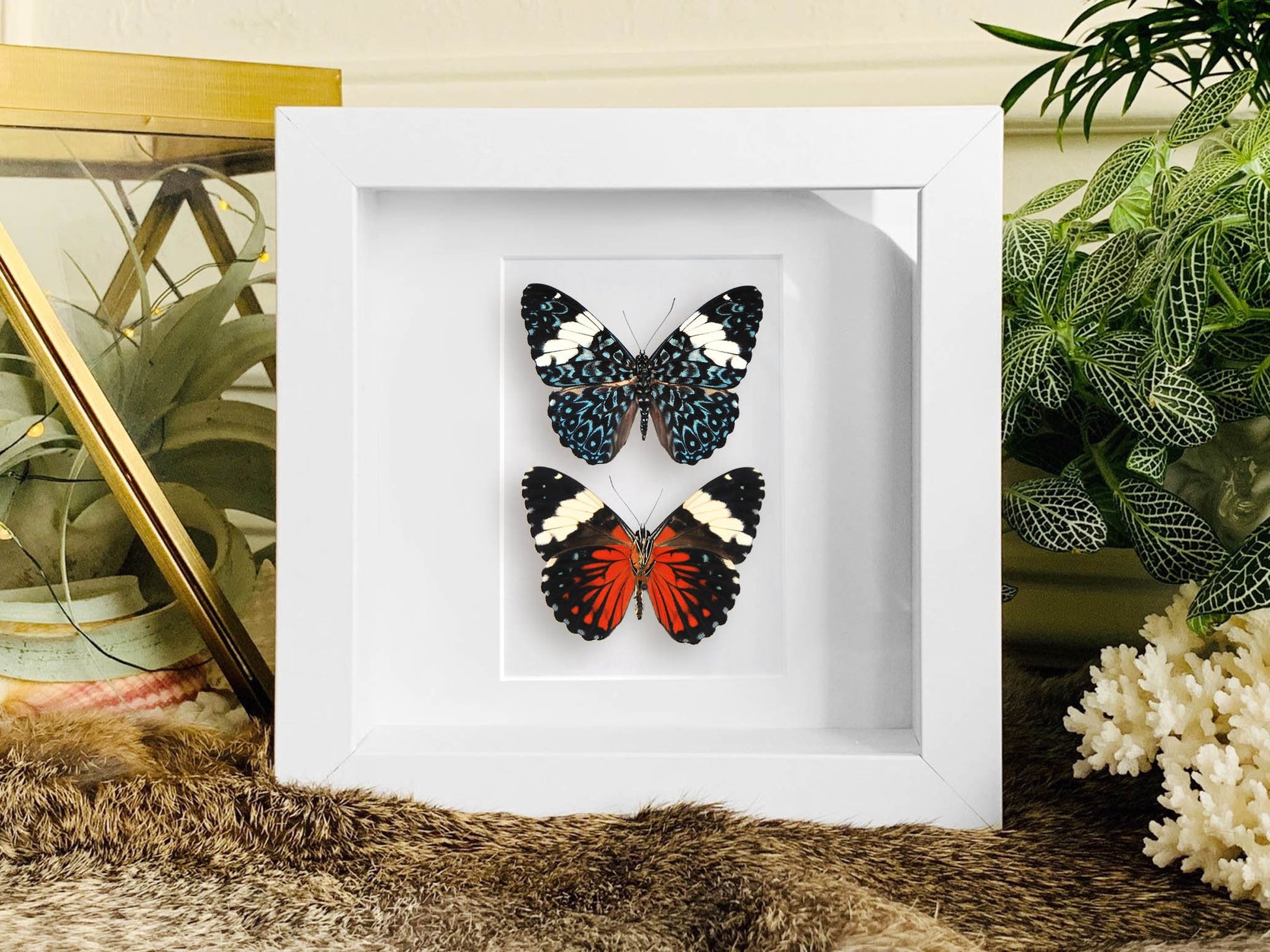 Framed Hamadryas amphinome butterflies art