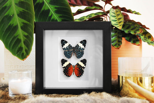 Hamadryas amphinome butterflies in frame