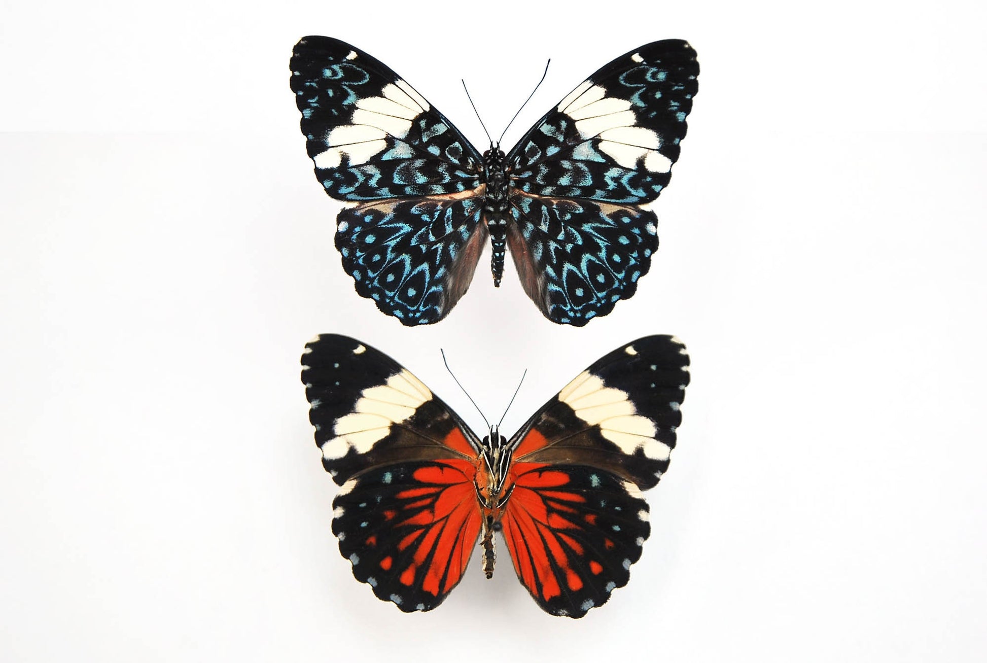 Double Hamadryas amphinome butterflies