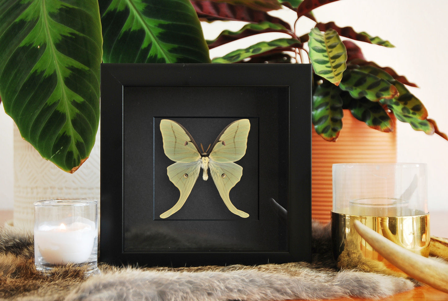 Actias Luna Moth in frame