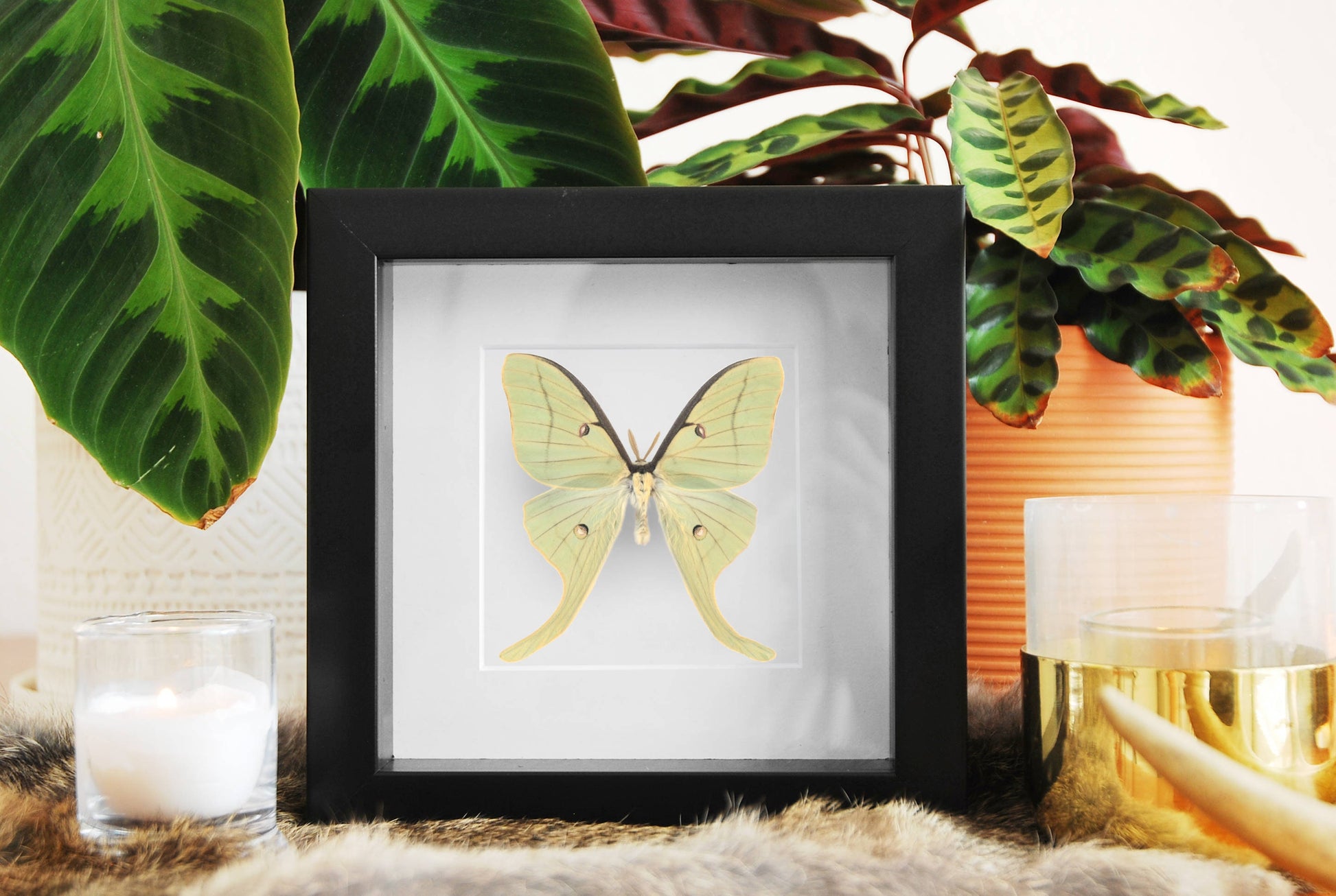 Actias Luna Moth wall frame