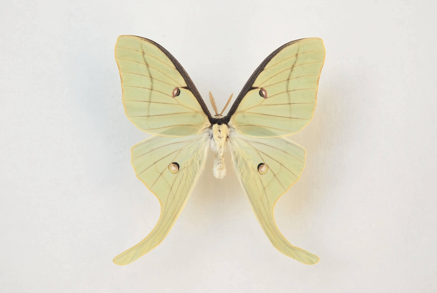 Actias Luna Moth art