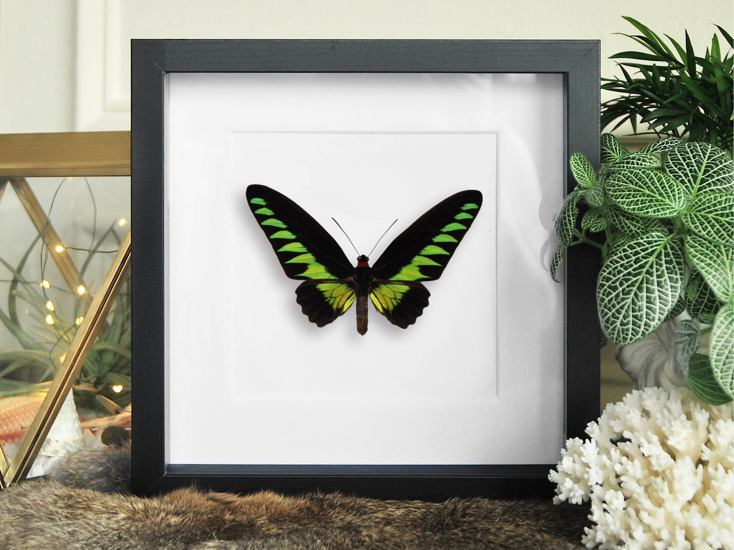 Framed Trogonoptera brookiana birdwing butterfly