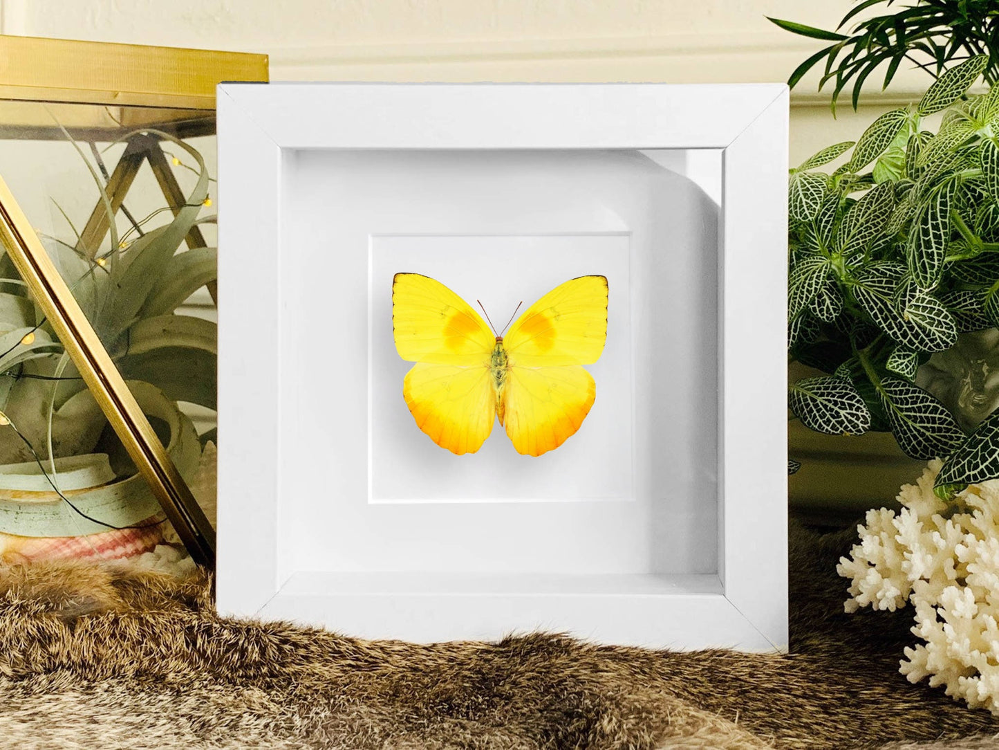 Framed orange-barred sulphur butterfly