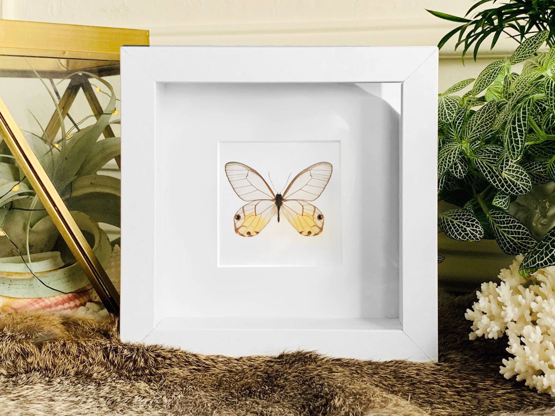 Mounted Haetera piera butterfly