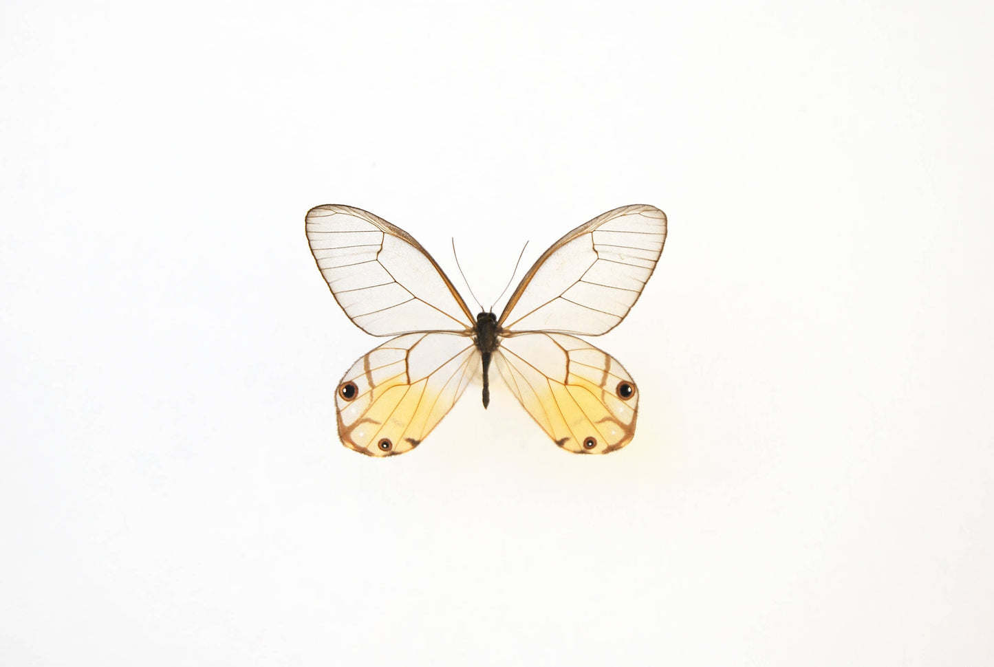 Framed golden glass wing butterfly