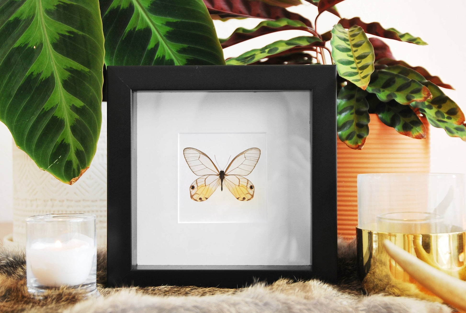 Framed golden glass wing butterfly