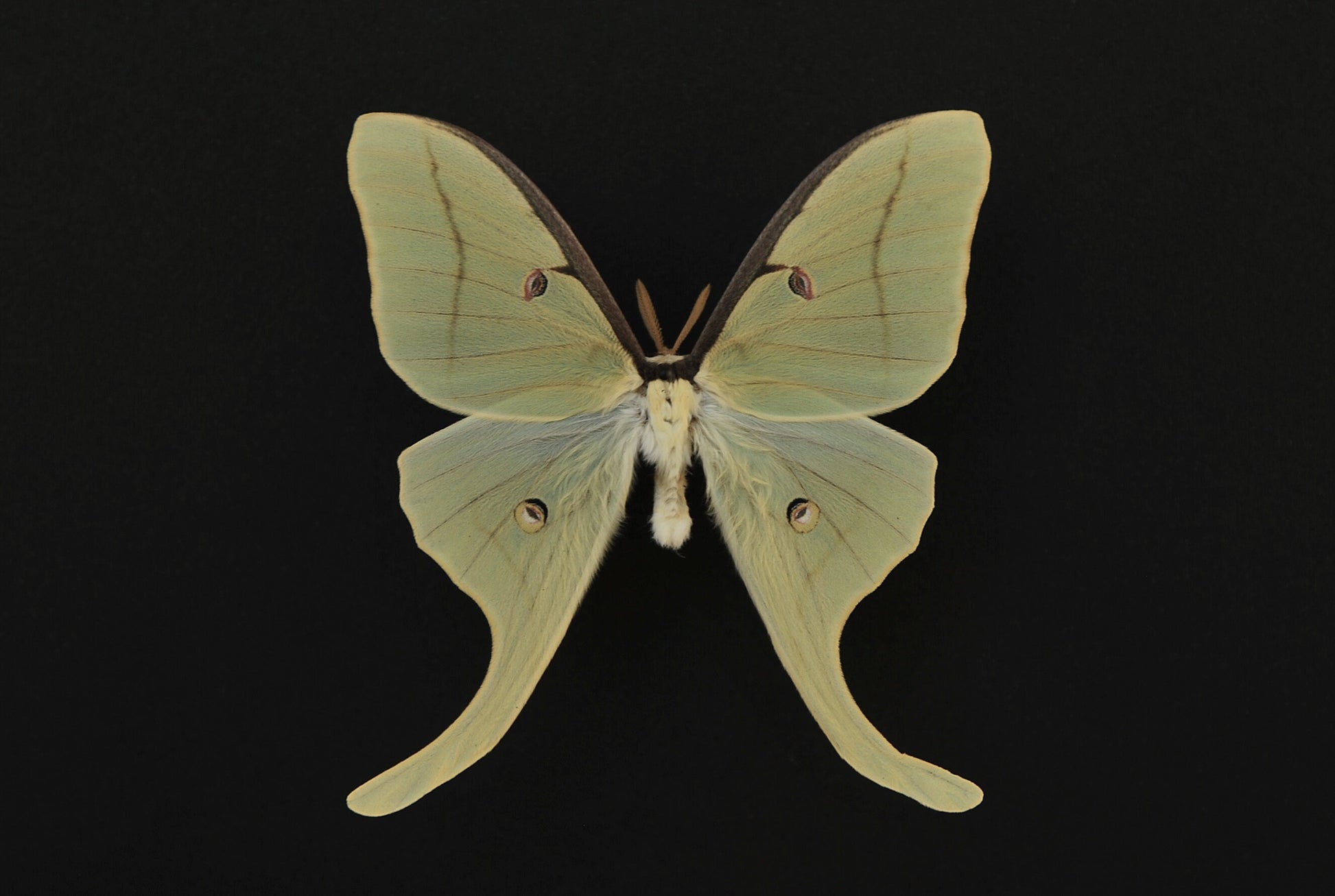 Actias Luna Moth