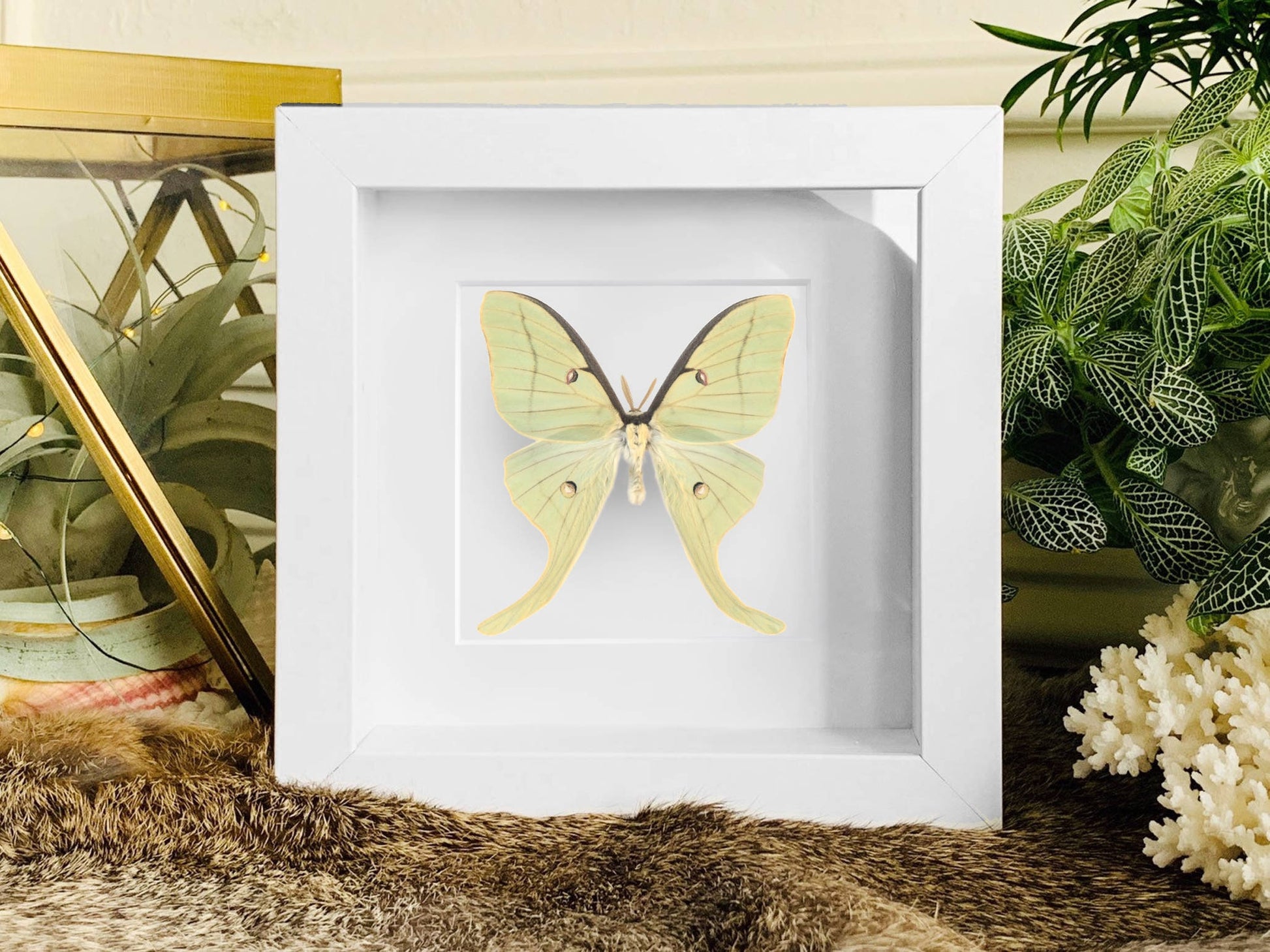 Actias Luna Moth wall decor