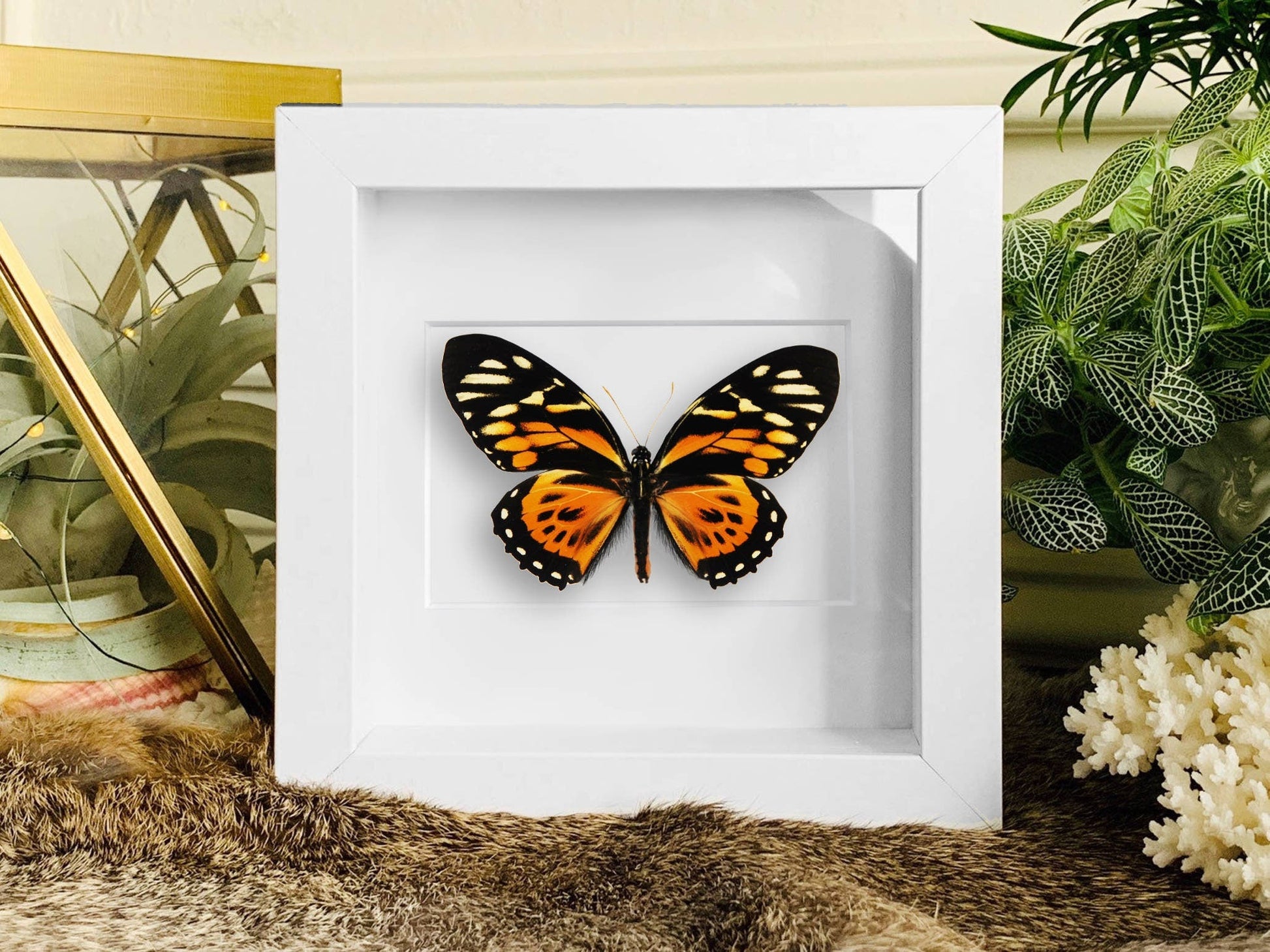 Framed Papilio zagreus butterfly wall art
