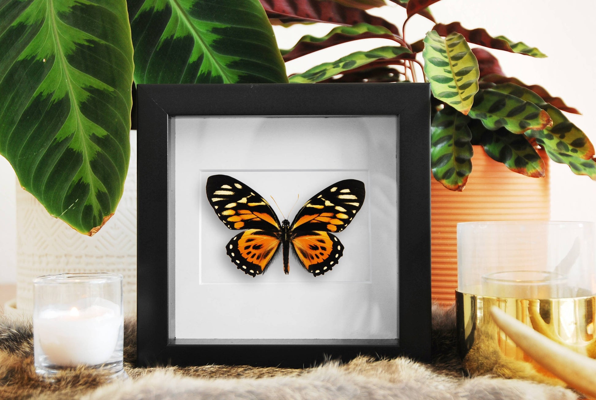 Framed papilio zagreus butterfly