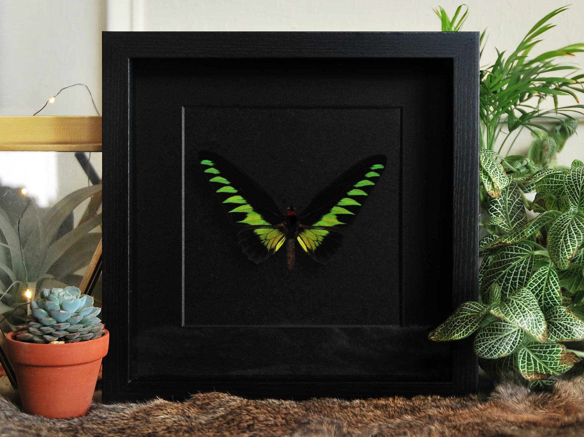 framed Trogonoptera brookiana birdwing butterfly wall decor