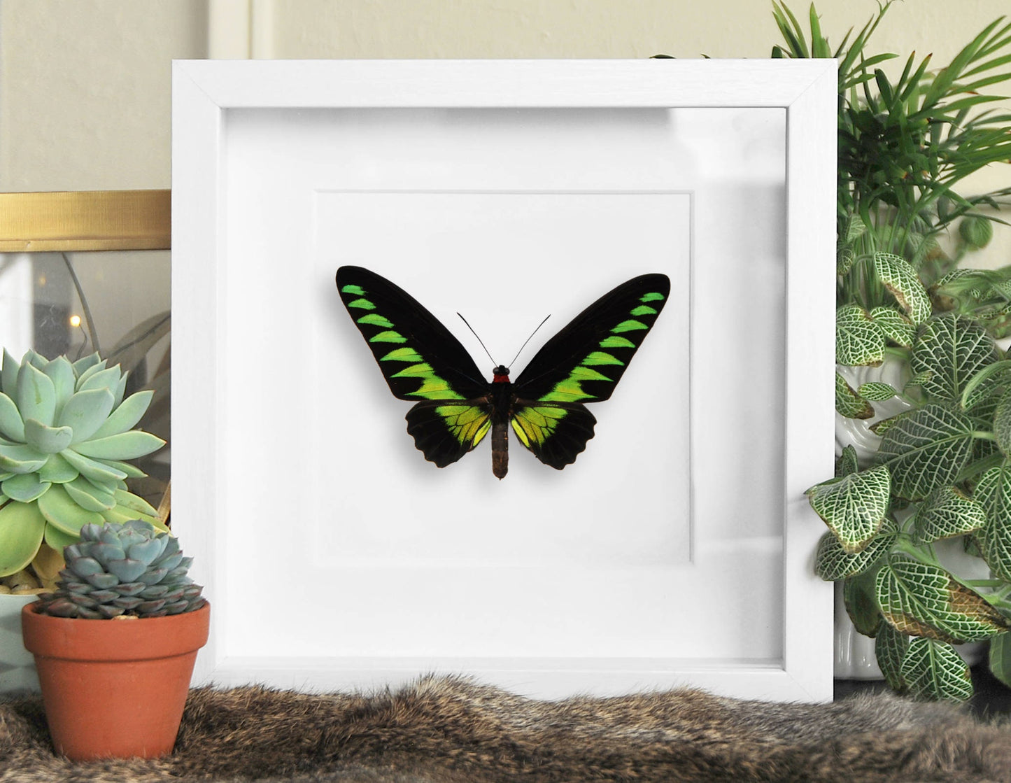 framed Trogonoptera brookiana birdwing butterfly wall art