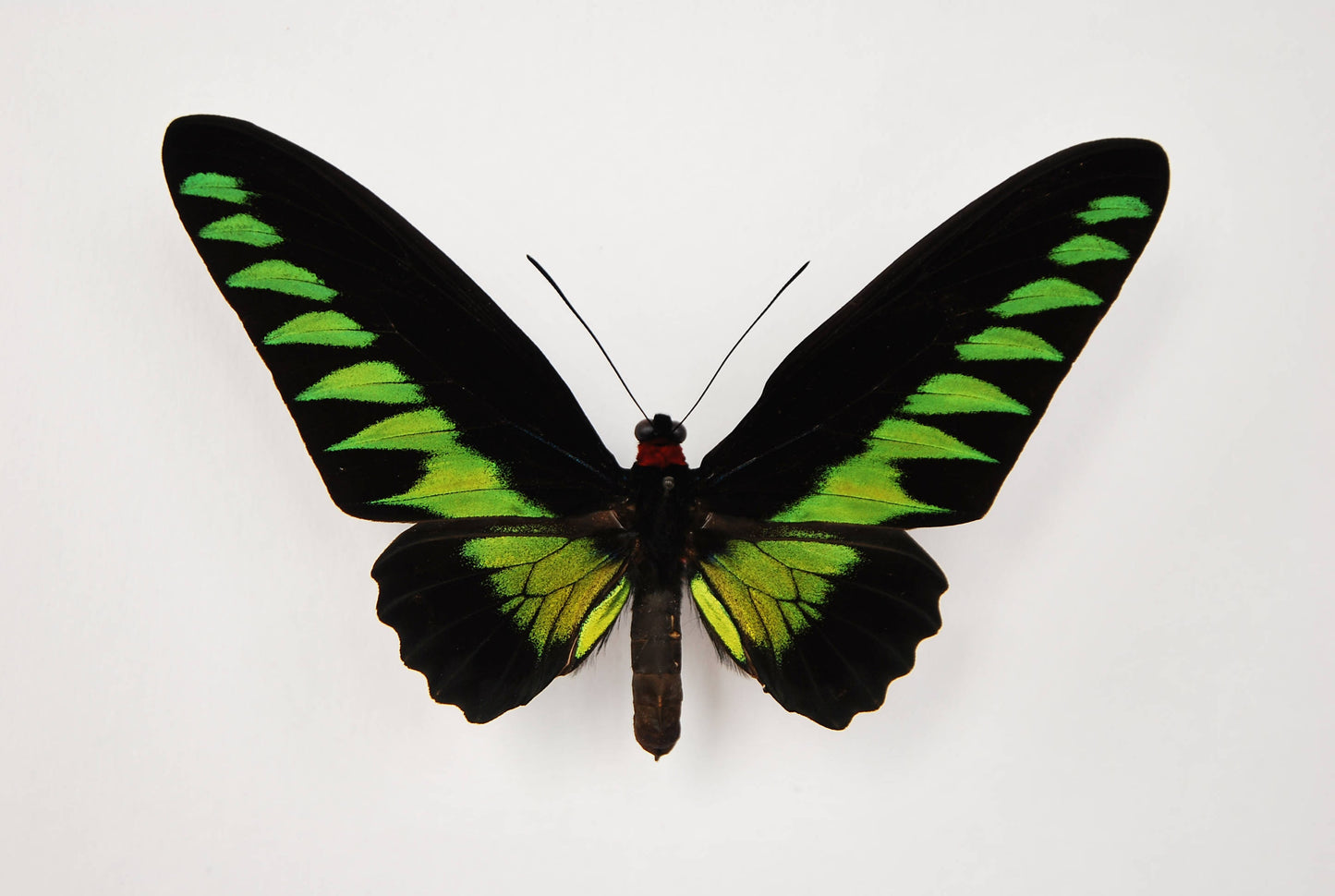 Trogonoptera brookiana birdwing butterfly taxidermy