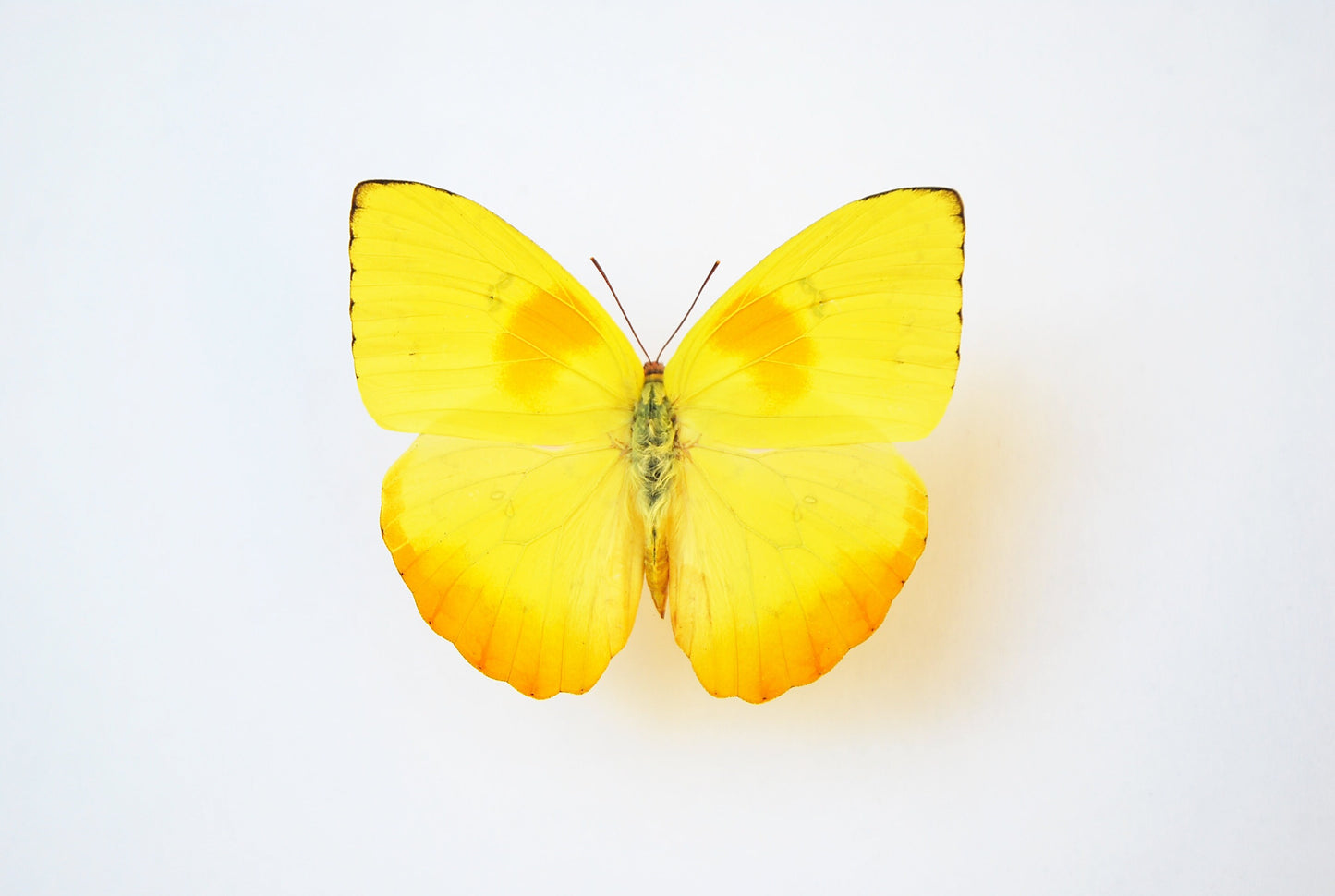 Framed orange-barred sulphur butterfly