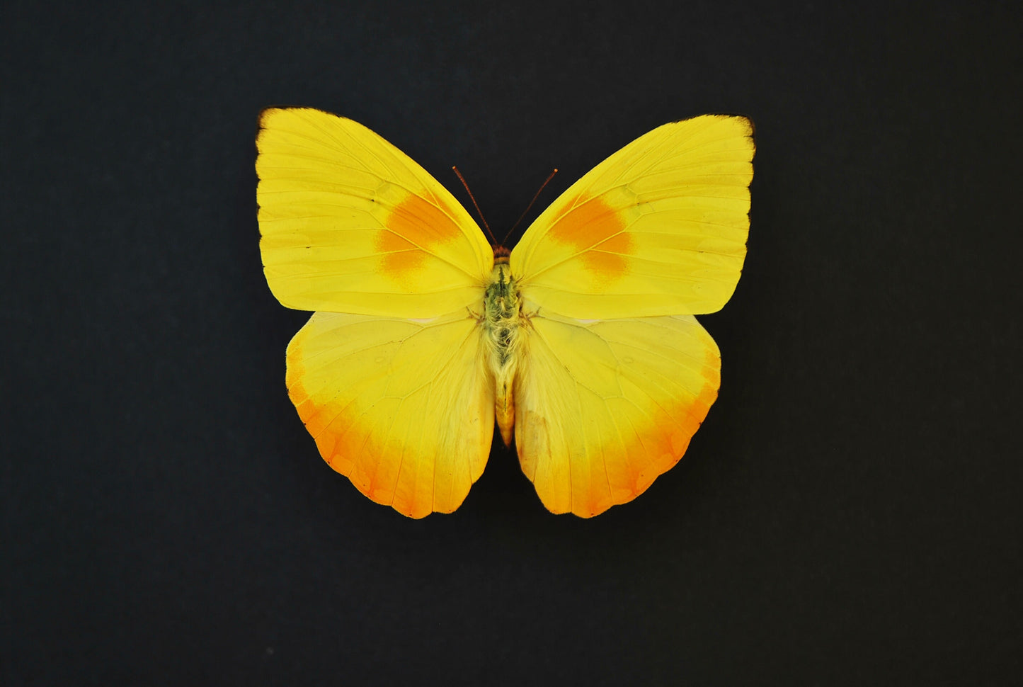 Framed orange-barred sulphur butterfly