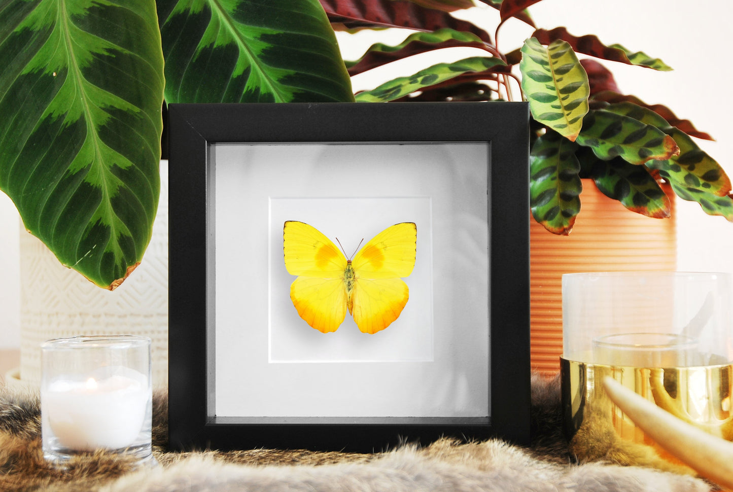 Framed orange-barred sulphur butterfly