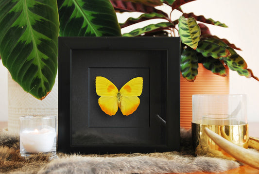 Framed orange-barred sulphur butterfly