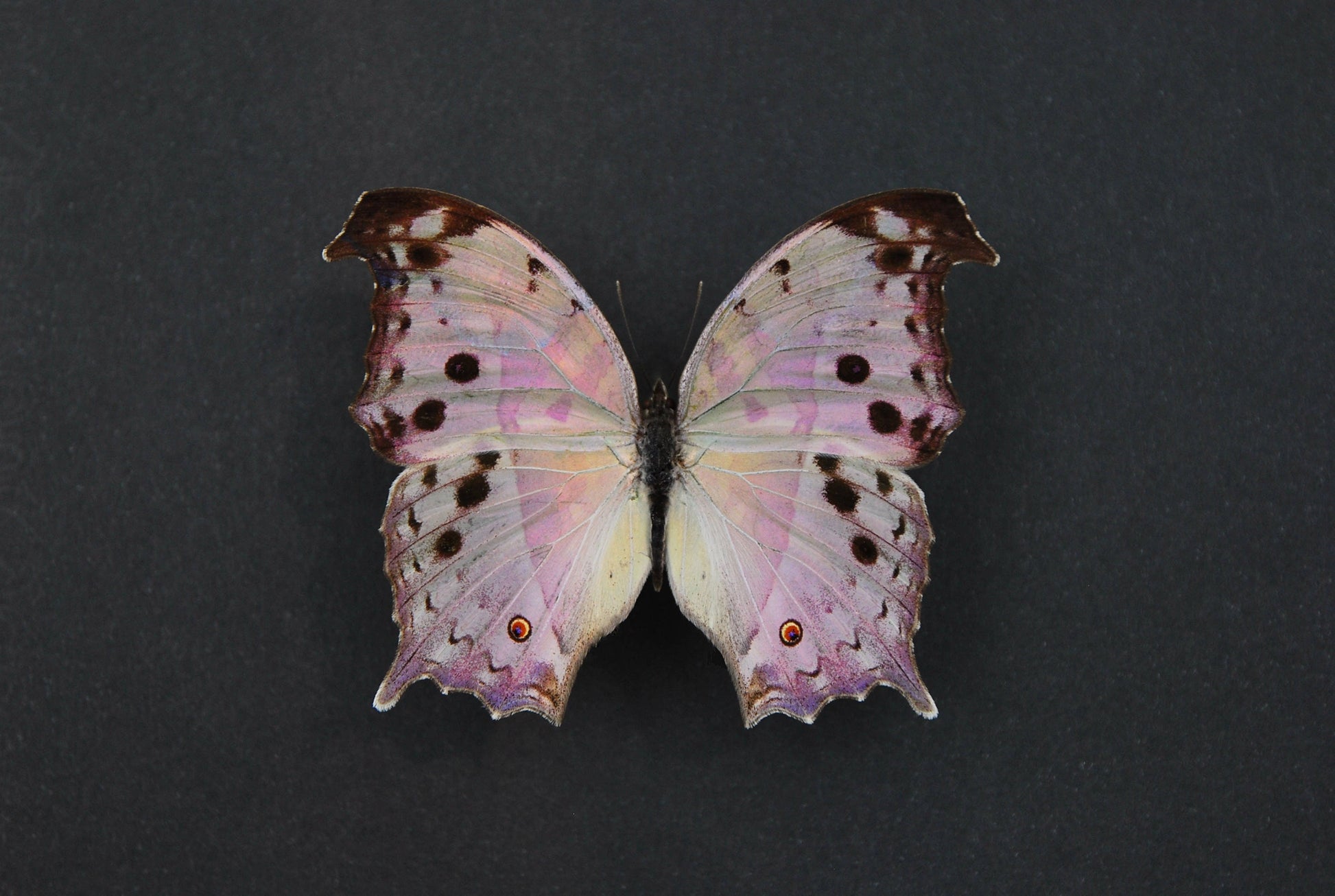 Salamis parhassus mother of peal butterfly art