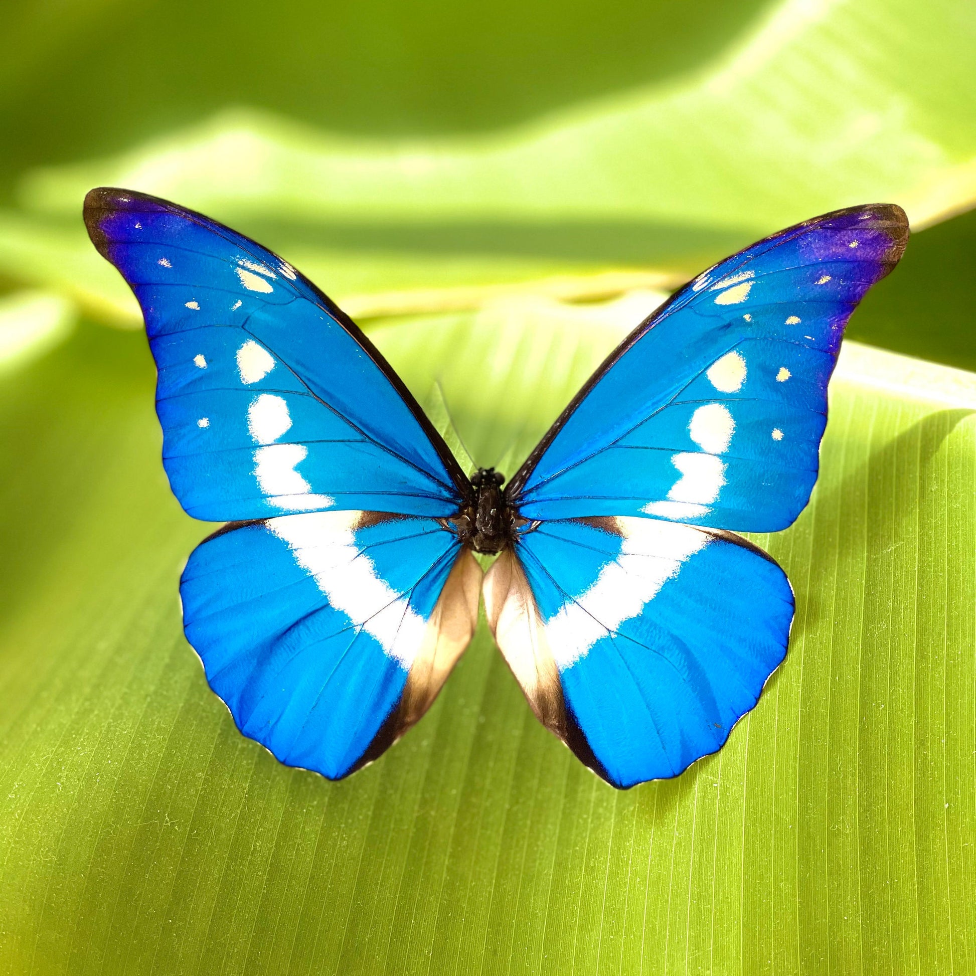 Pinned Morpho helena butterfly