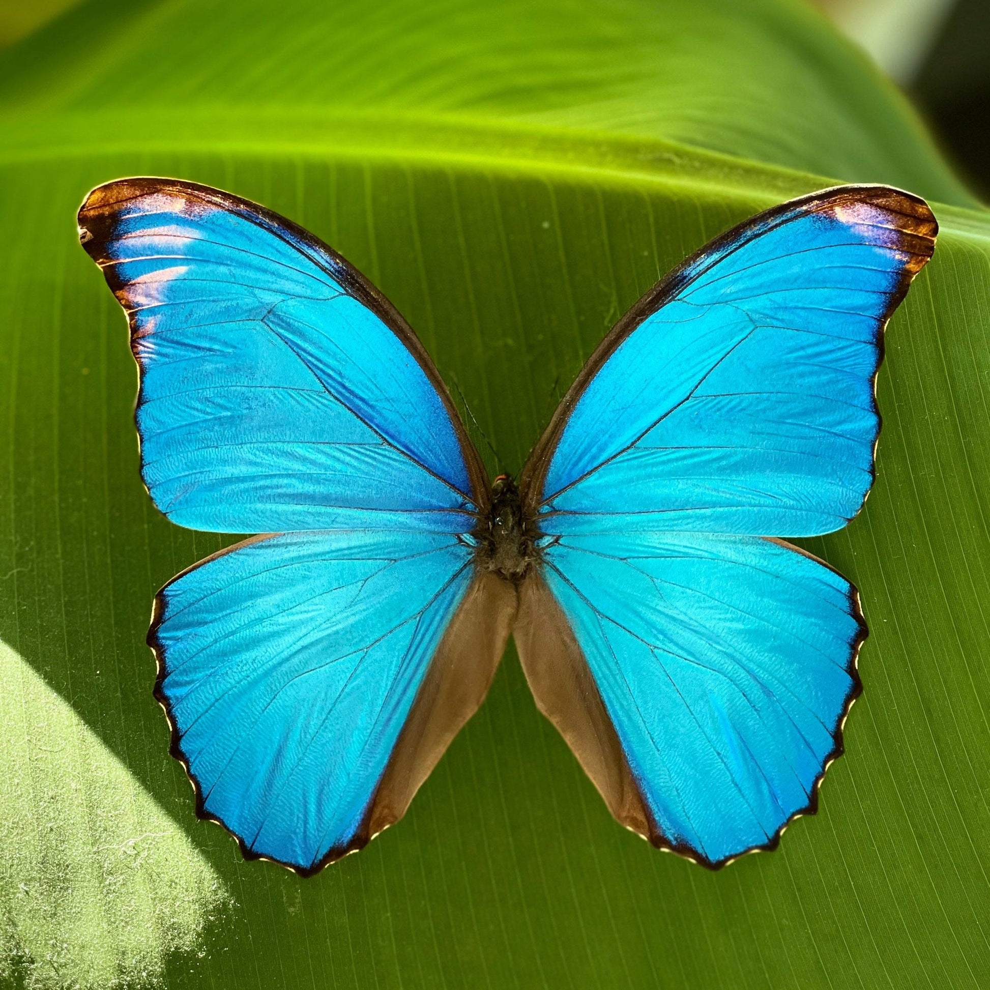 blue Morpho godartii didius butterfly