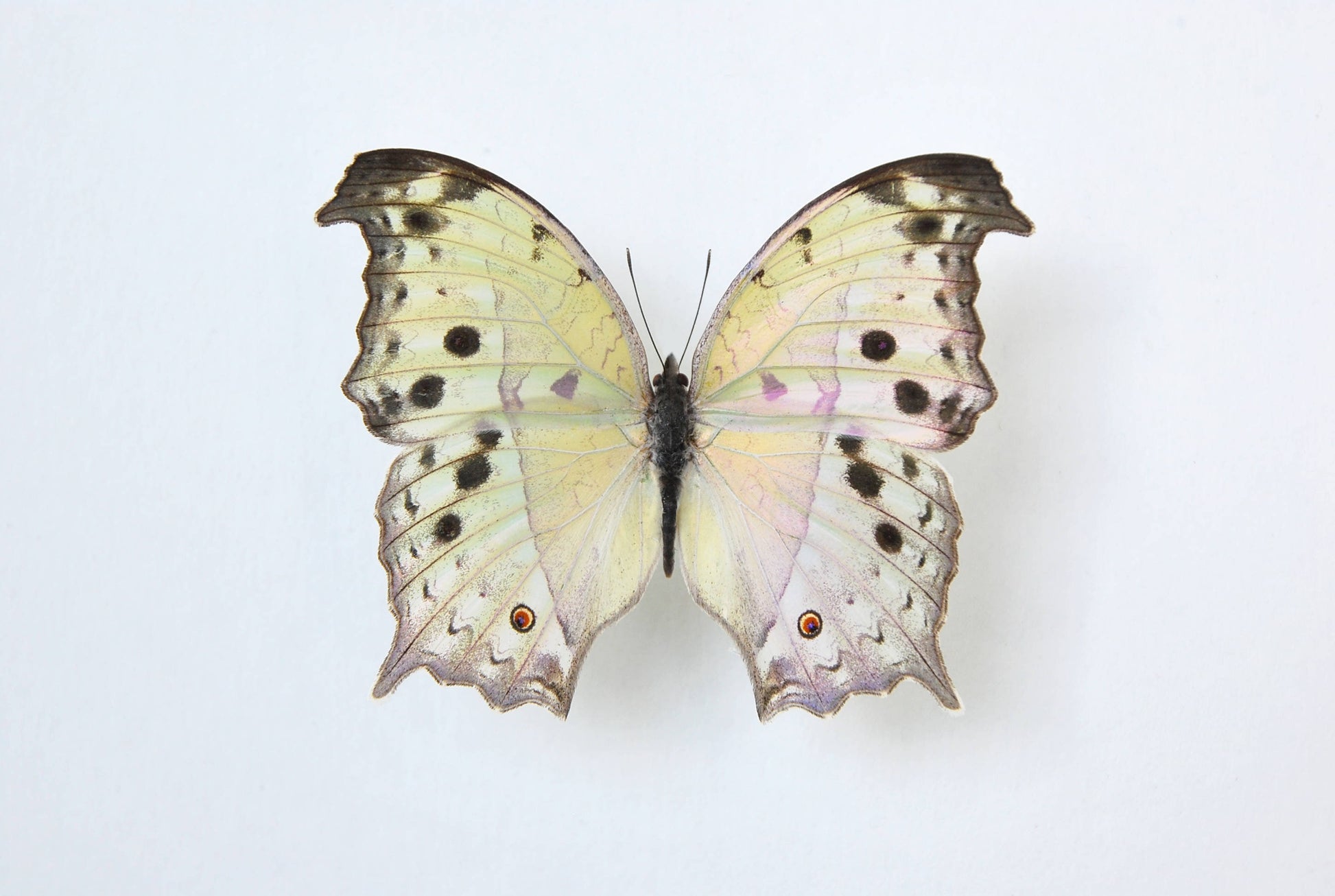 Salamis parhassus mother of peal butterfly wall art