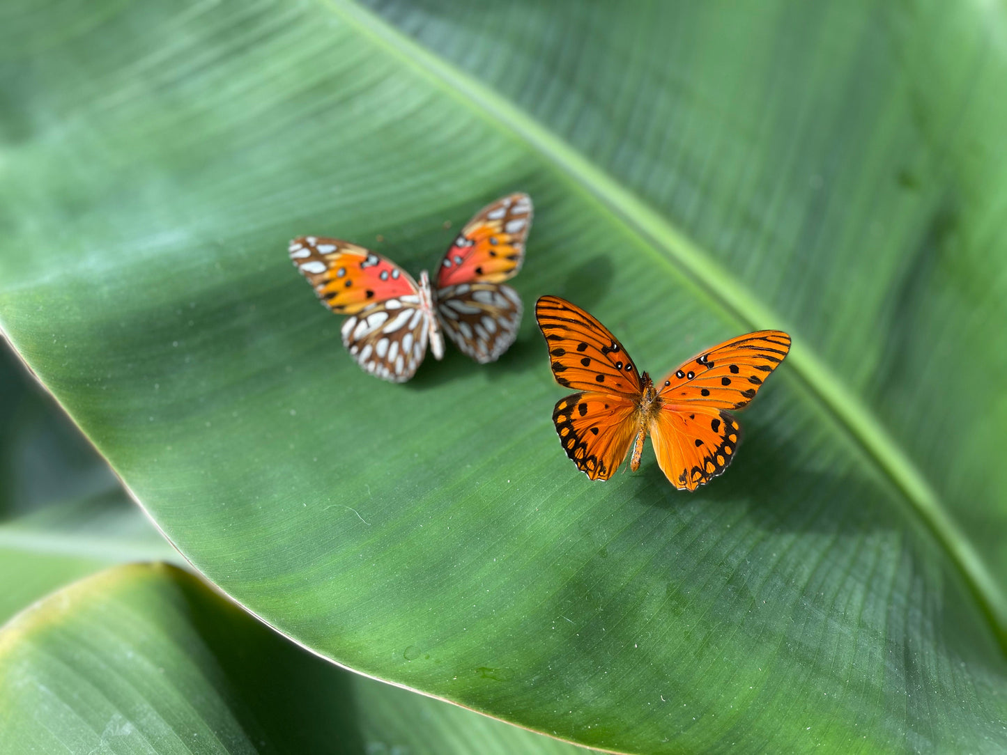 Framed Agraulis vanillae nigrior butterfly