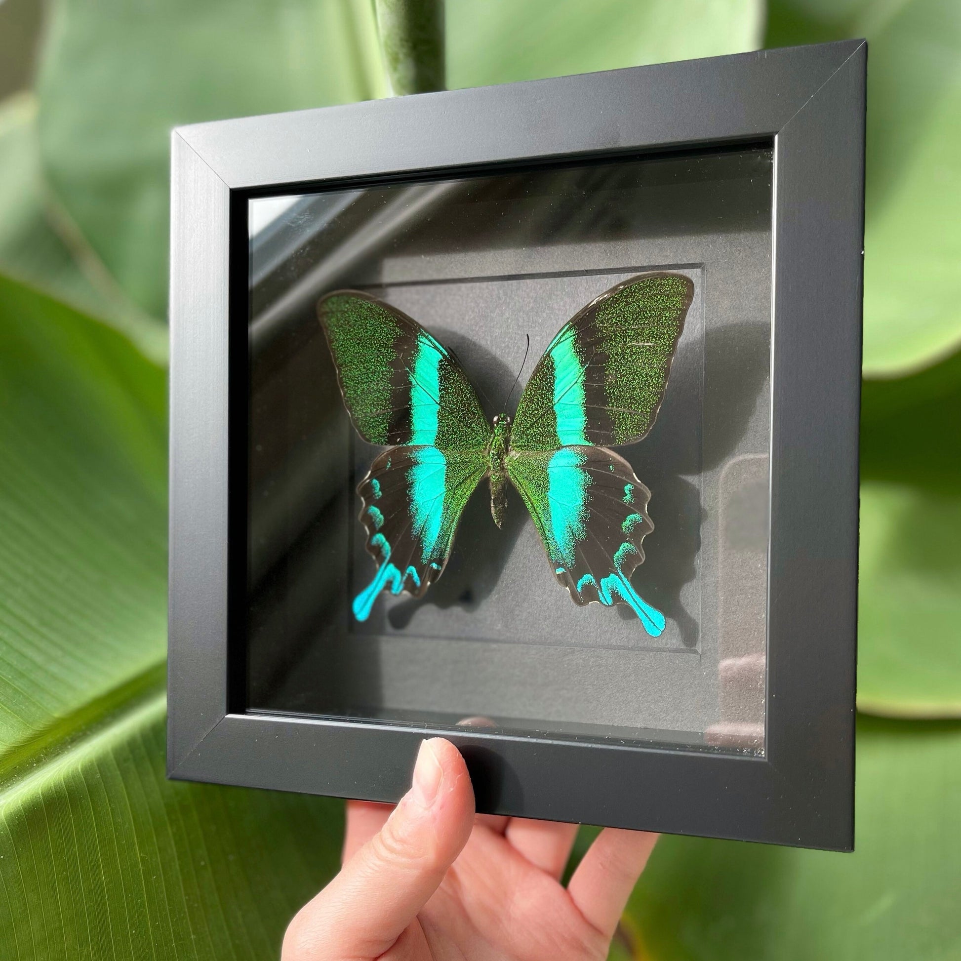 Framed Papilio blumei Swallowtail butterfly taxidermy-Micro giants