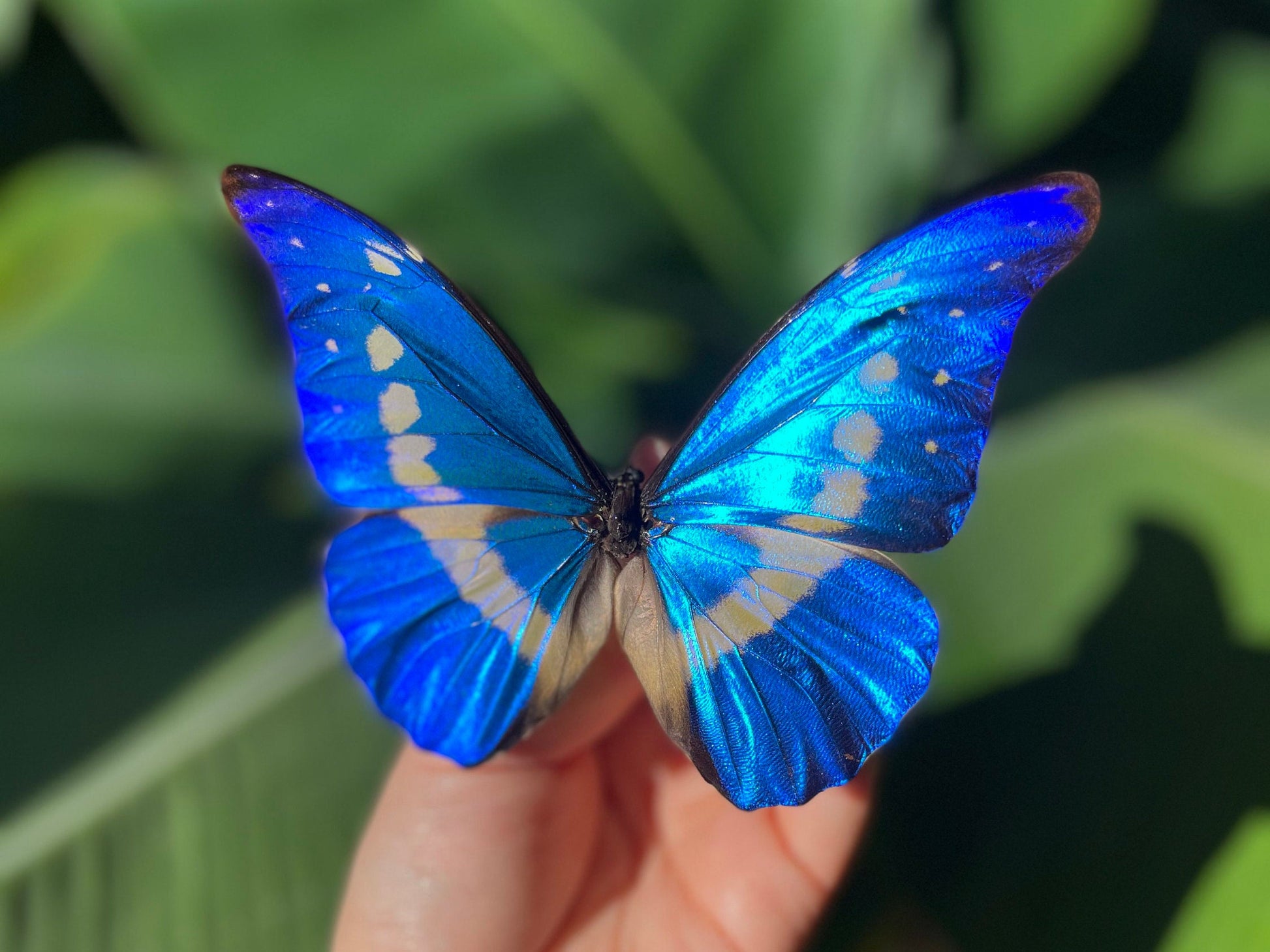 Pinned Morpho helena butterfly