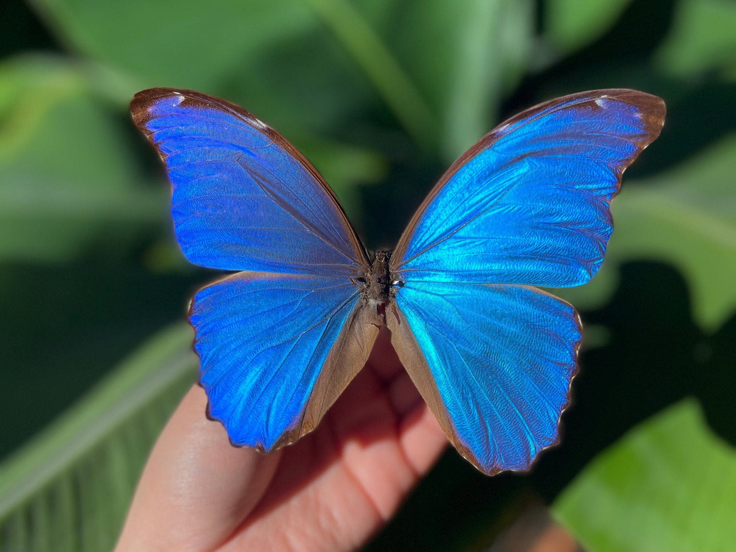 Pinned blue Morpho godartii didius butterfly