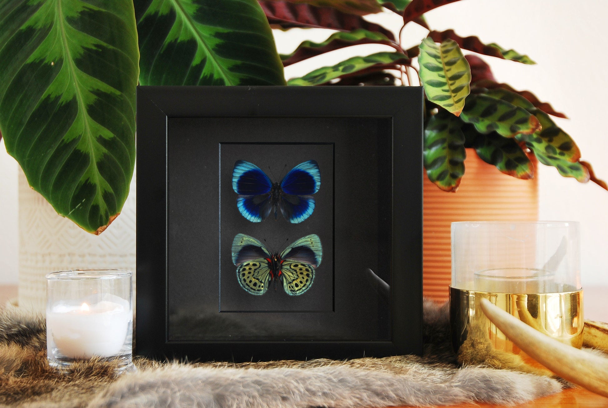 framed Asterope leprieuri butterfly art