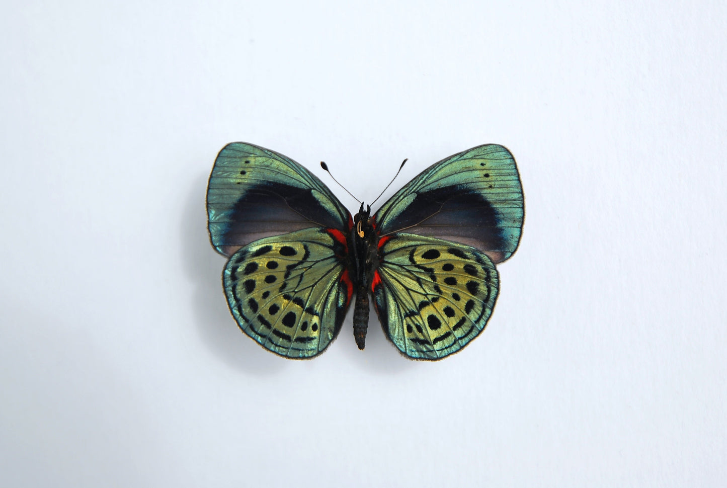 Asterope leprieuri butterfly taxidermy